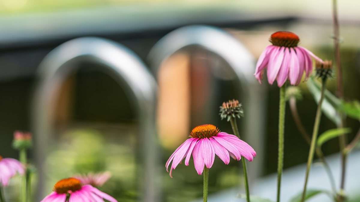 Hybridebad met plantenfilter