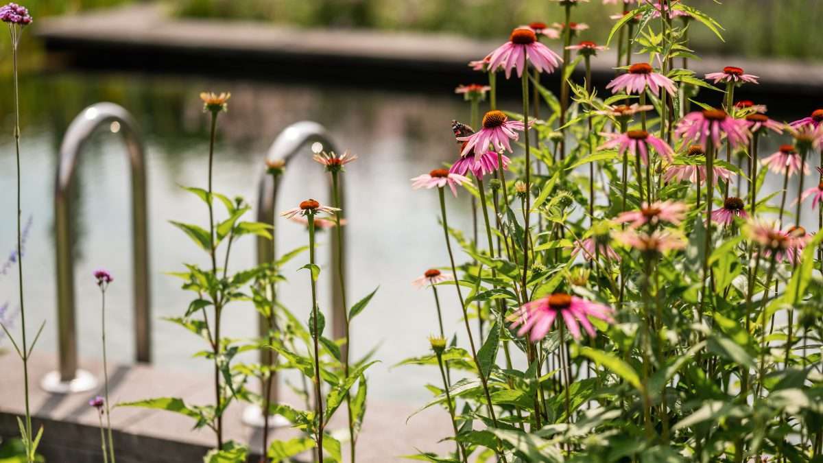 Zwemvijver in tuin