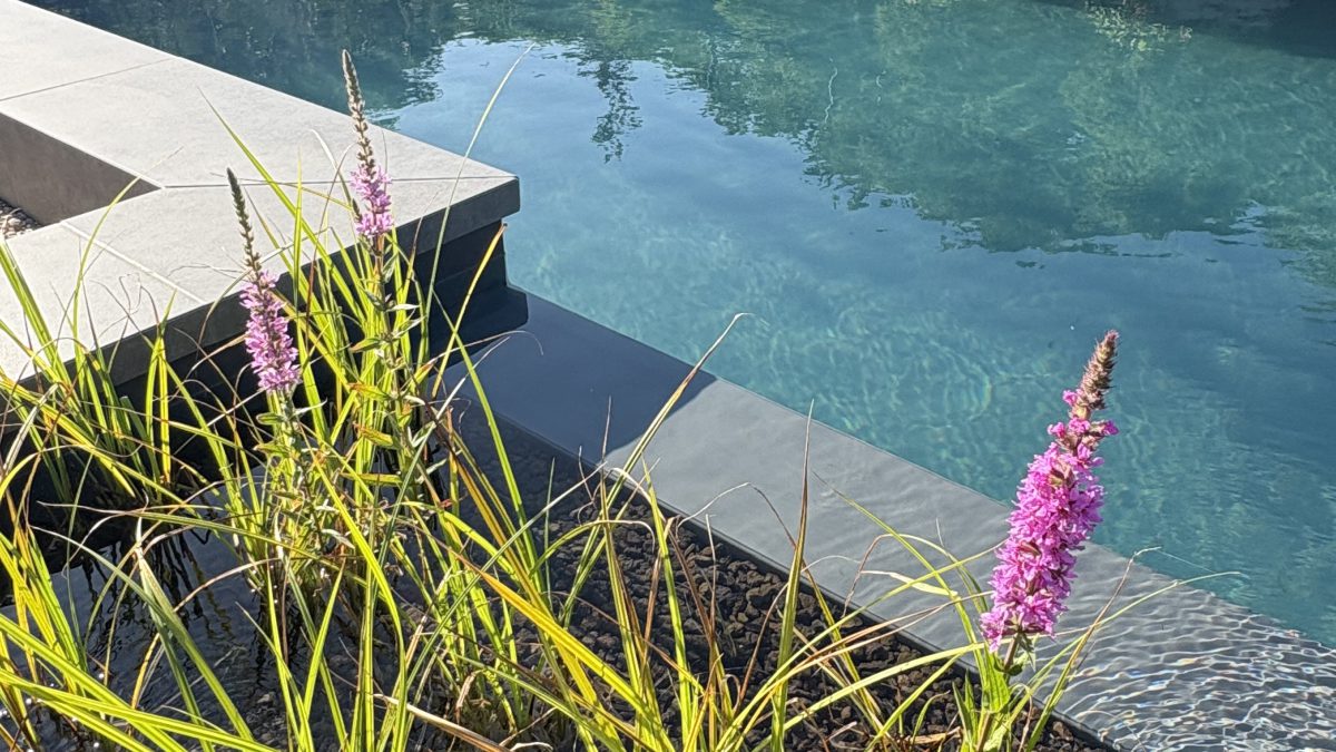 Showroom Dreampool